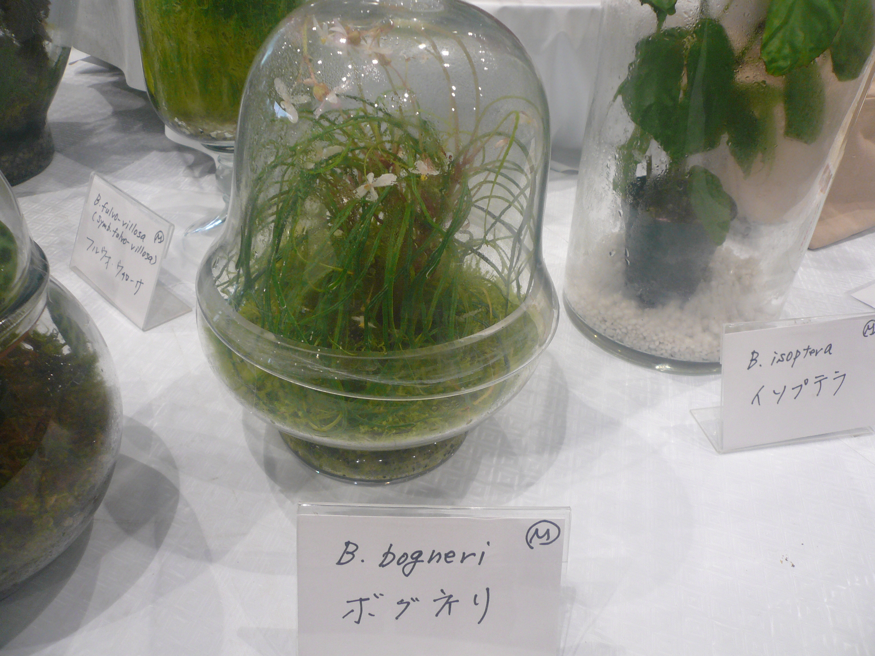 さらにお値下げしました】ベゴニア百科 さくらベゴニア 4ヶ月の