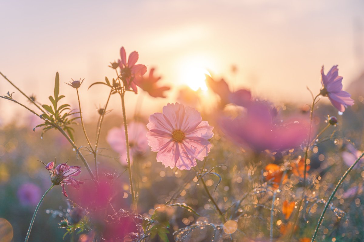 ＼大阪トークイベントのお知らせ／

🌸7/19(土)14:00-15:00🌸
紡季 / tsumugi
「優しさと癒しにあふれた、花の世界の写し方」

光と淡さを軸に花を撮る紡季さんに、花の魅力をふんわりと引き出す撮影の工夫をご紹介いただきます💐

＊参加費無料＊当日13:30～先着順

🔗nij.nikon.com/support/showro…