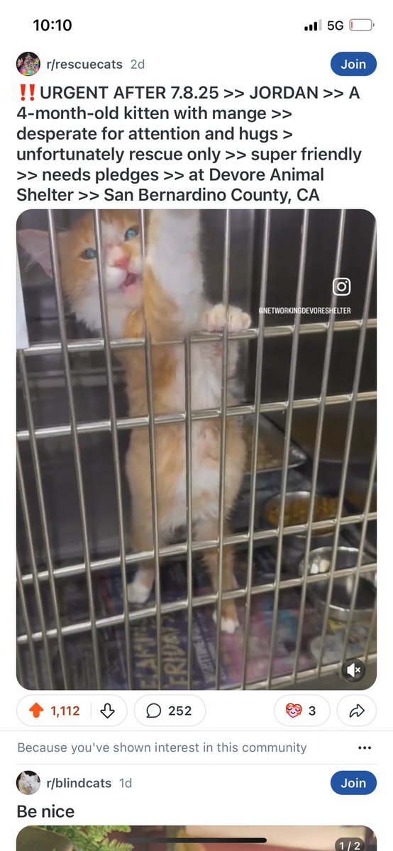 Les Kelly (@chasingkensho) on Twitter photo reddit.com/r/rescuecats/s…
Please share this amazing little guy!!!! Needs help!!!! Let’s help him!!!!! Share- pledge via link above- or rescue this little guy!!!!
<a href="/MyBoxerLuvMac1/">Julie🌻🐾</a> <a href="/NMBewitched/">NMHP</a> <a href="/mapleveewesem/">Maple 🐕 🎹 🎸 💙</a> <a href="/TomJumboGrumbo/">Keith Olbermann's Dogs</a> reddit.com/r/rescuecats/s…
Please share this amazing little guy!!!! Needs help!!!! Let’s help him!!!!! Share- pledge via link above- or rescue this little guy!!!!
<a href="/MyBoxerLuvMac1/">Julie🌻🐾</a> <a href="/NMBewitched/">NMHP</a> <a href="/mapleveewesem/">Maple 🐕 🎹 🎸 💙</a> <a href="/TomJumboGrumbo/">Keith Olbermann's Dogs</a>