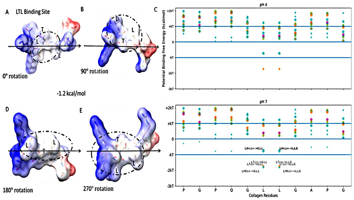 Applsci's tweet image. 🔥 Read our Paper
📚 Designing #Collagen-Binding #Peptide with Enhanced Properties Using Hydropathic #FreeEnergy Predictions
🔗 mdpi.com/2076-3417/13/5…
👨‍🔬 by Kyle Boone et al.
🏫 @UnivOfKansas
#peptidedesign #peptideprotein