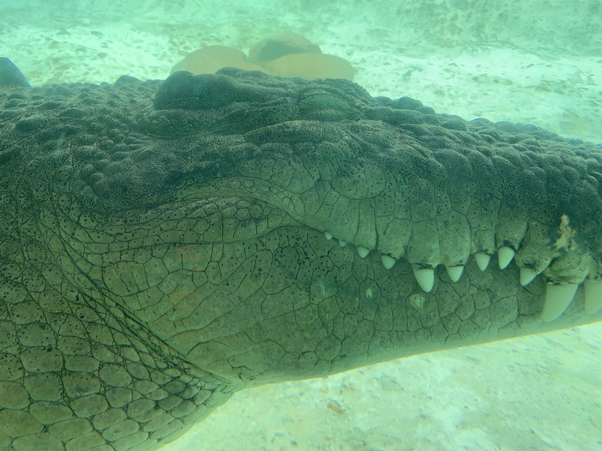 Lriga_'s tweet image. I made my pilgrimage to the alligator farm and I got to hold an alligator for my birthdayyy