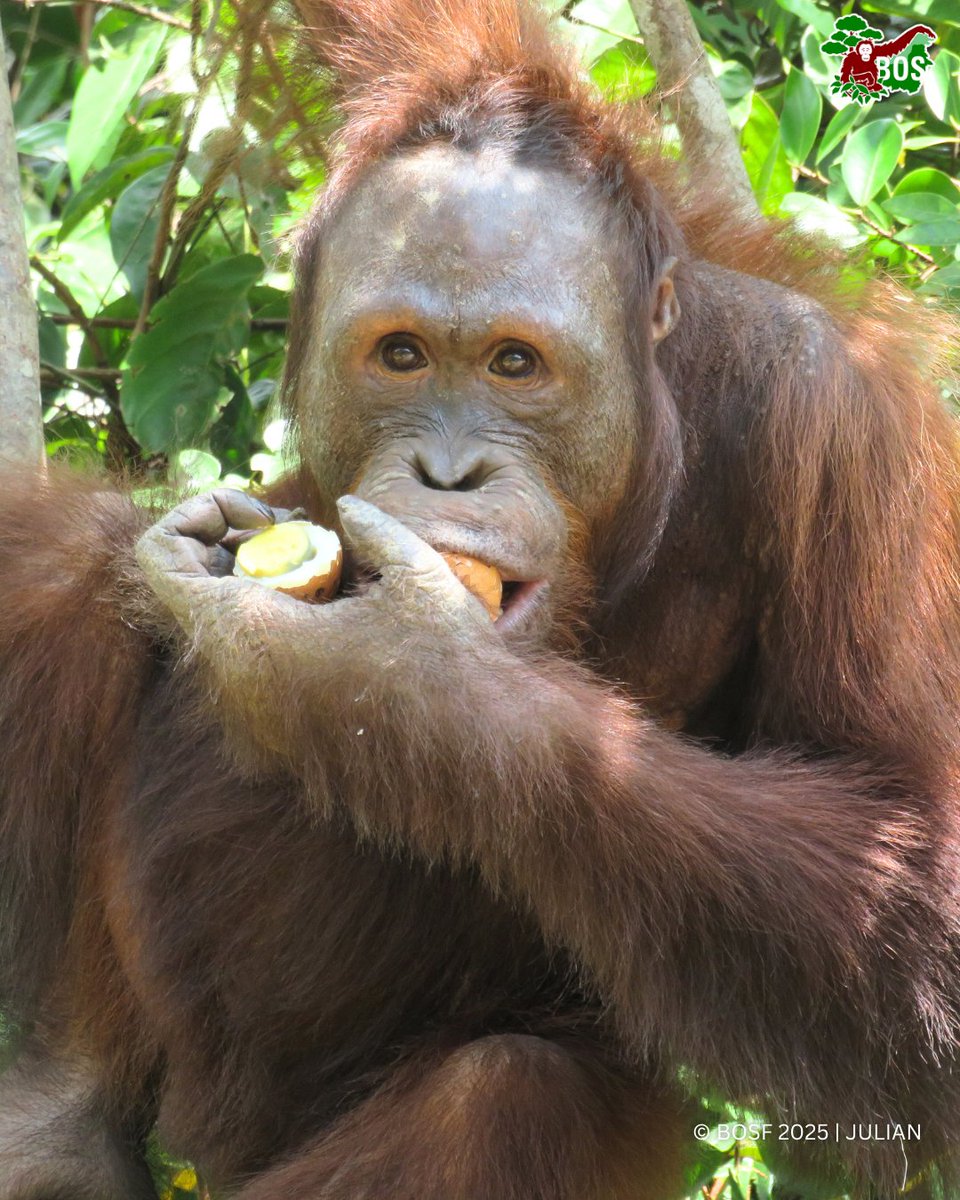 #POTW 📸 Captured by Julian

Jelapat’s face says it all!

Did you know? Orangutans aren’t just fruit lovers—they get protein from termites in the wild! At the rehab center, we boost their diet with eggs and tempeh to keep them strong and thriving 🦧💪🌿

#SaveOrangutans!