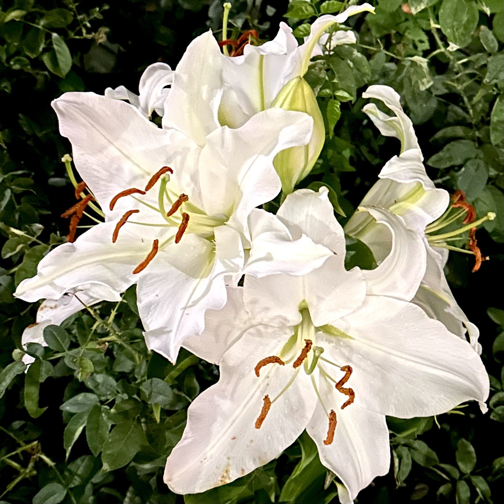 占いカウンセリング 60分 フラーレンヒーリング付き 南 らむ