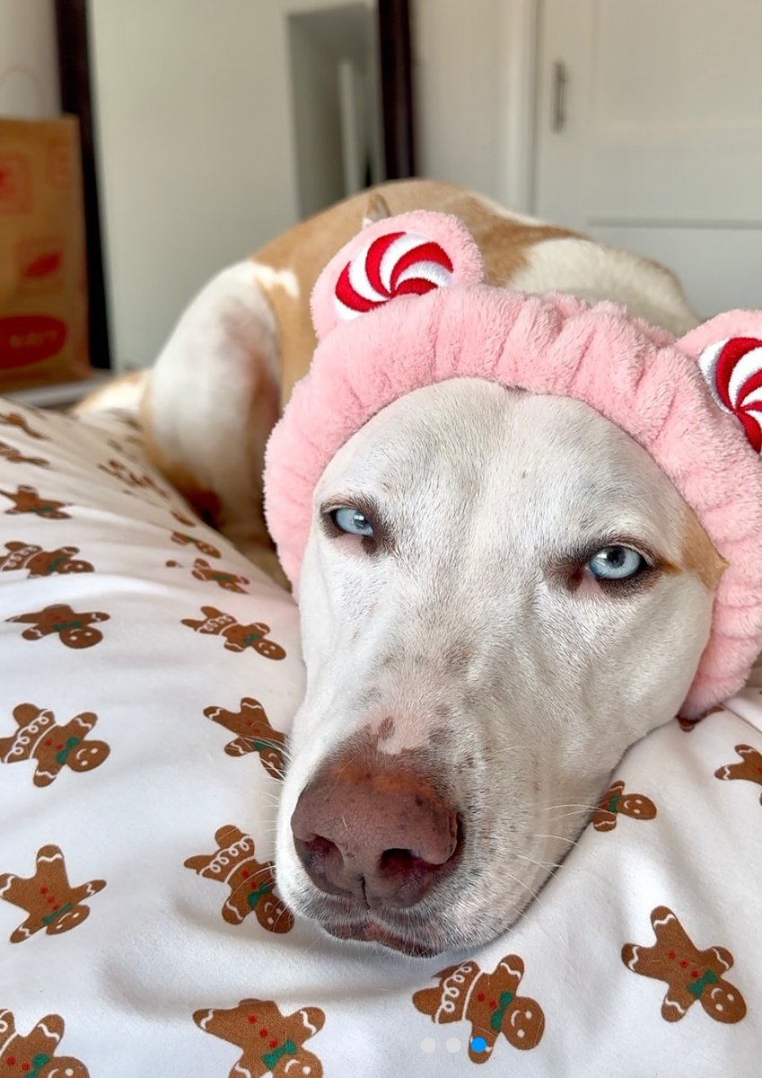 Cynthiapops0's tweet photo. I'm highly dedicated to serve my fans with my lovely dog 🐾
No deals, no packages 🎁, only fans allowed.
TGIF https://t.co/VhekuoDuOD