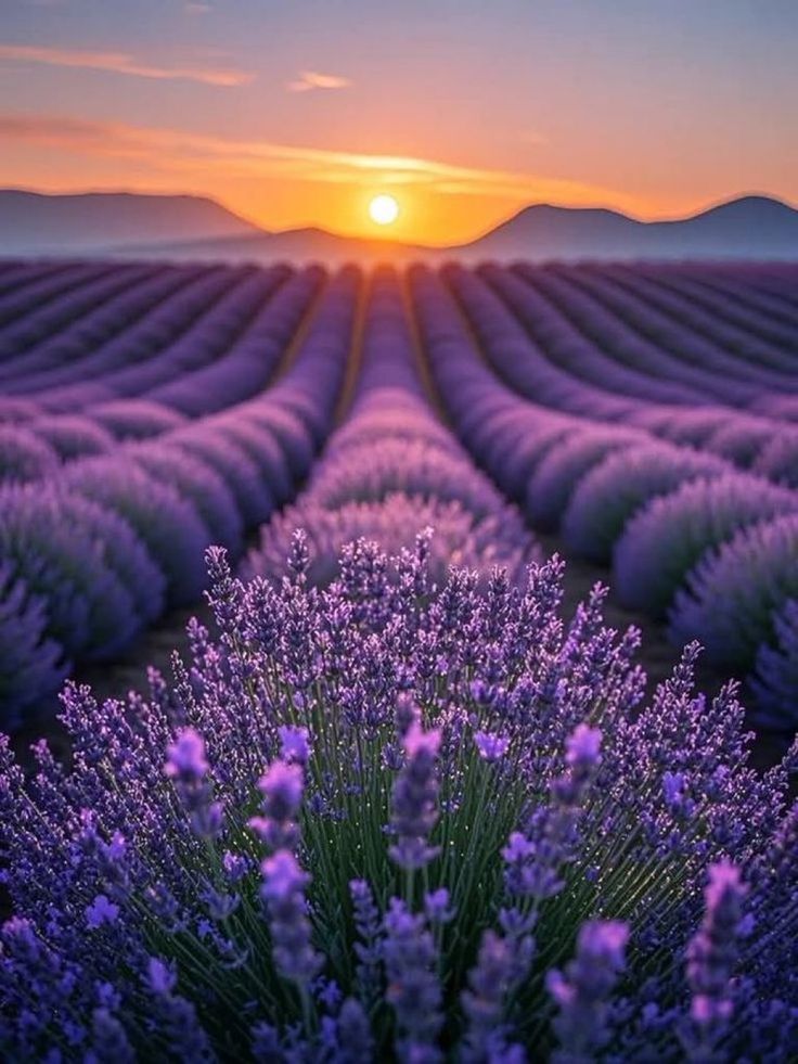 Good morning my friends 🌞 

I hope y'all have a peaceful Friday !

#FridayVibes