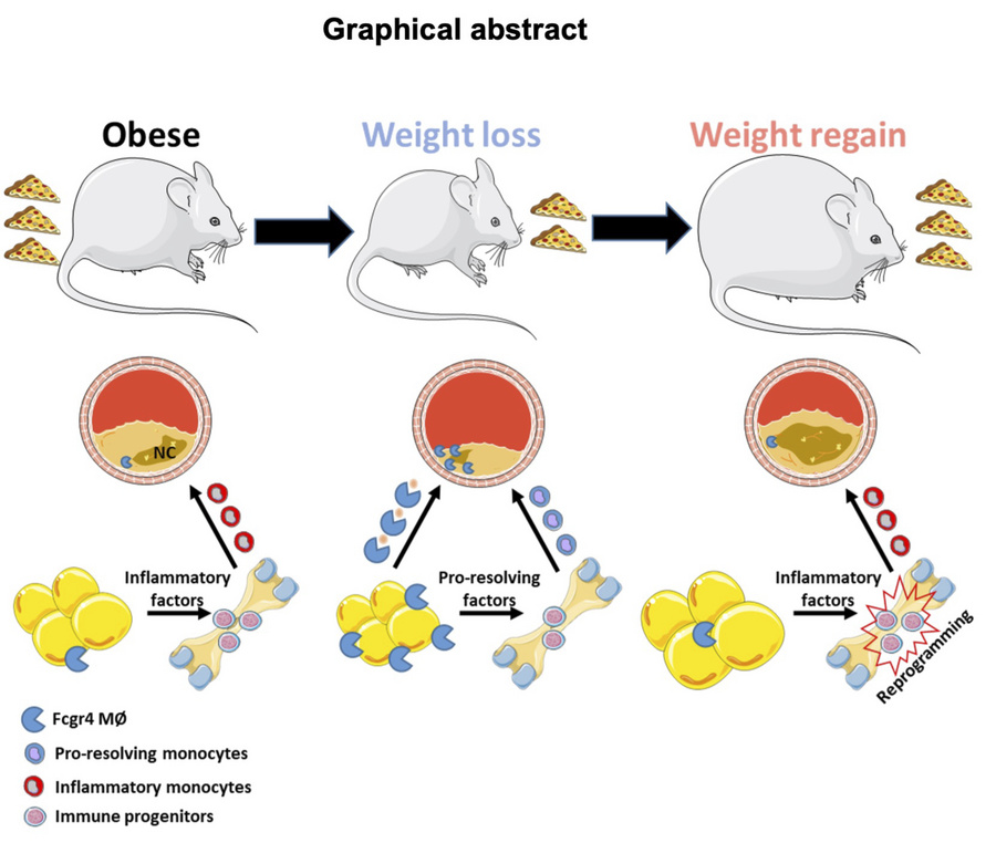 We all know that weight loss in obesity is good- but why does it help? And why is weight regain afterward harmful? 🤔
Excited to announce our new paper is finally out in @JClinicalInvest! 🚀👇

jci.org/articles/view/…