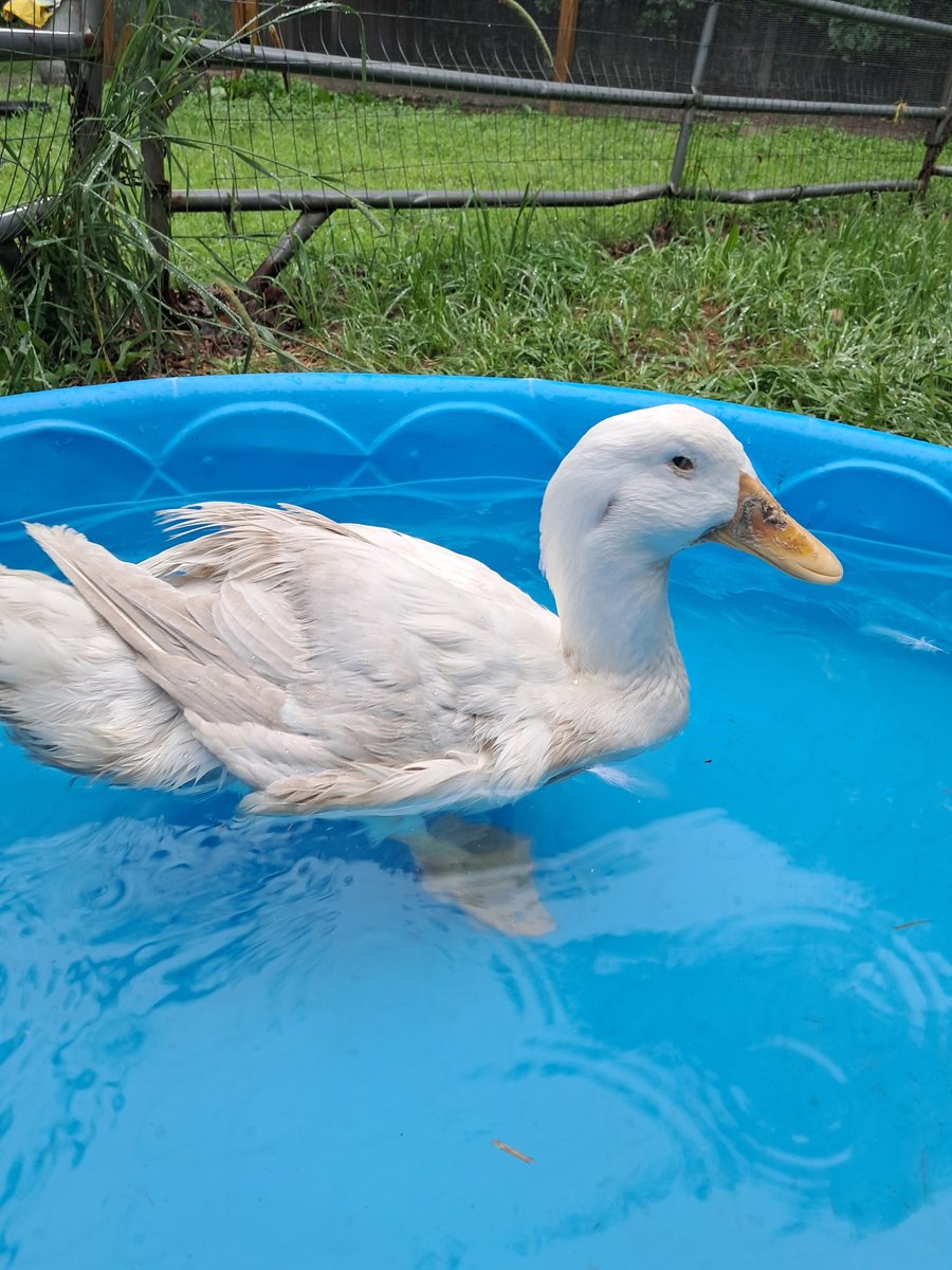 RileyFarmRescue's tweet image. Look who made it to TRFR! Ollie!🦆 and he LOVES his pool time!
Thank you all!
Thank you @stratfordanimalcontrol & @stratfordanimalrescuesociety for saving and bringing Ollie to us! Ty Shirly💖
Still raising funds for this sweet boy as he will need meds, treatments & 1:1 care