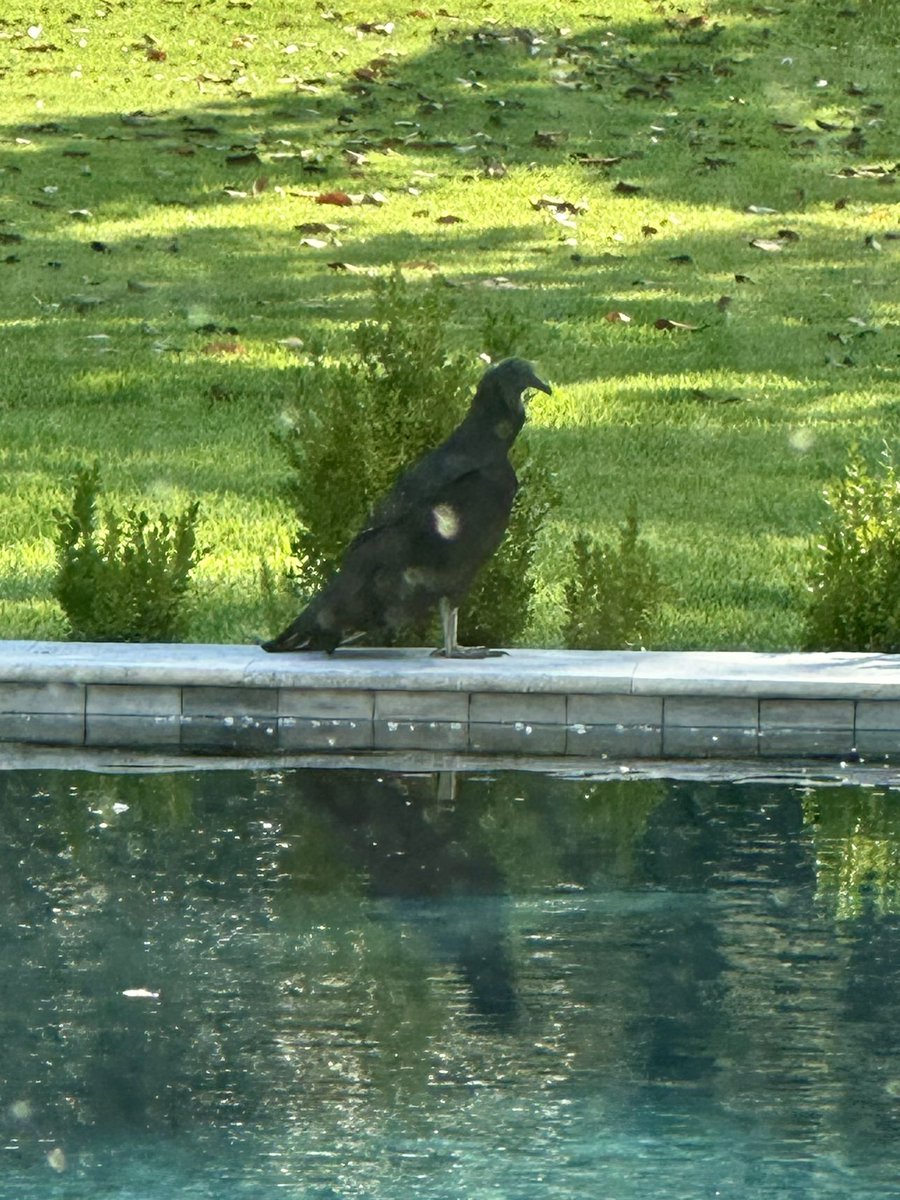 carlaclewis's tweet image. There’s a Turkey Buzzard hanging out on my patio.
I think he’s been injured in a storm and has taken to convalescing in my yard.
What do?
