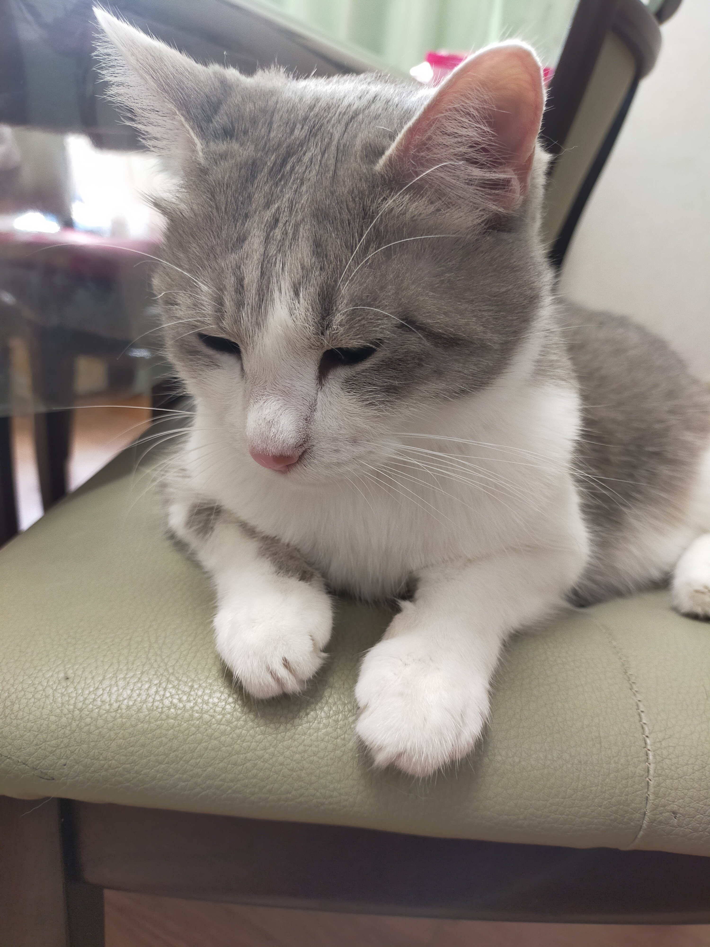 まさねこ まさまさ(猫) on X: 