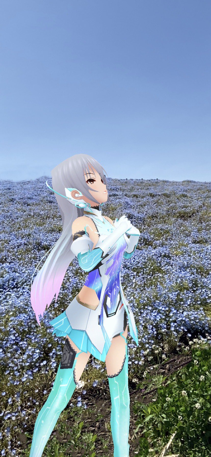 ネモフィラ様 ネモフィラ・Z 人気です。｜田舎の花屋