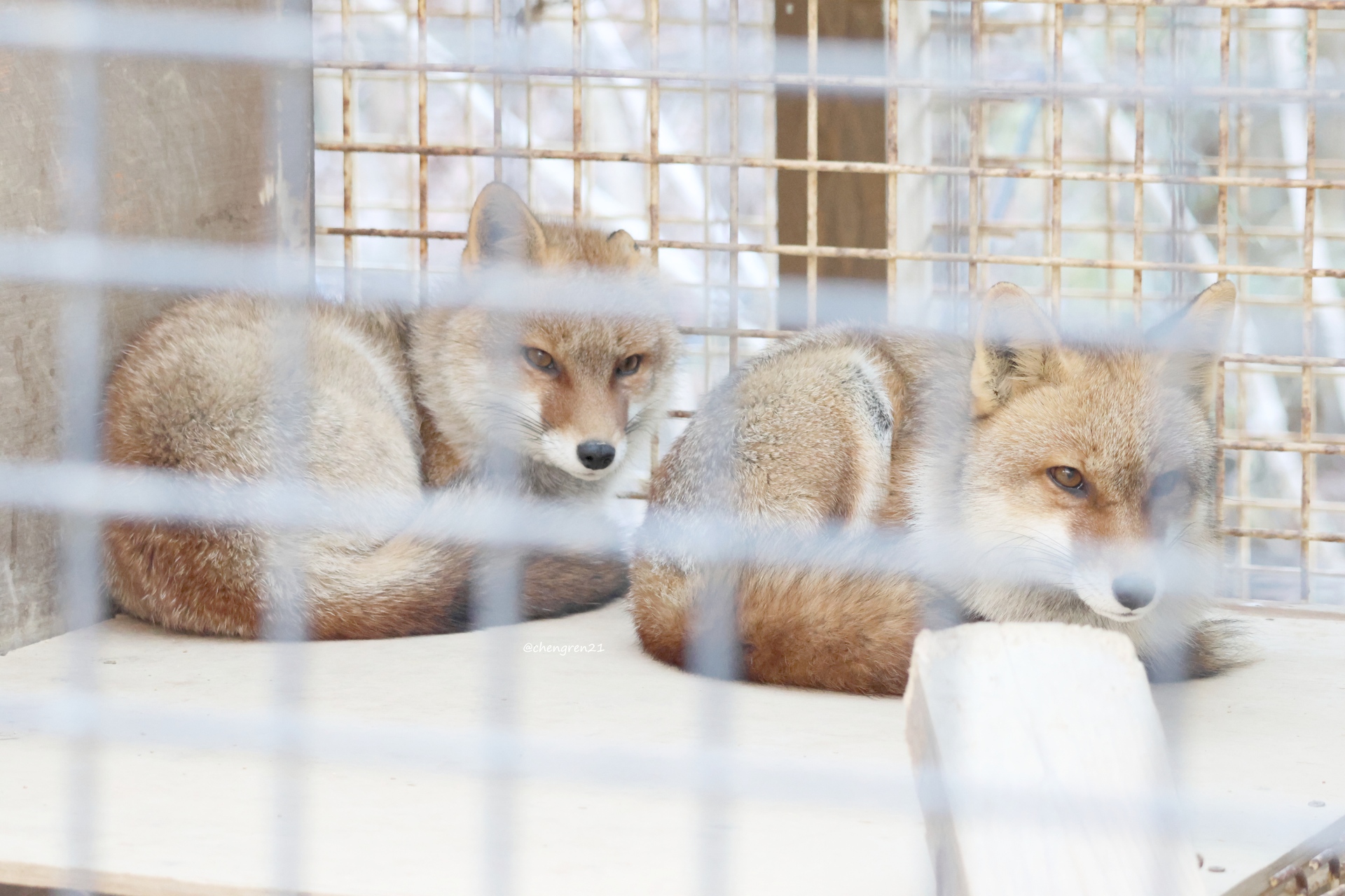 Cheng-Ren🦊🐺 on X: 