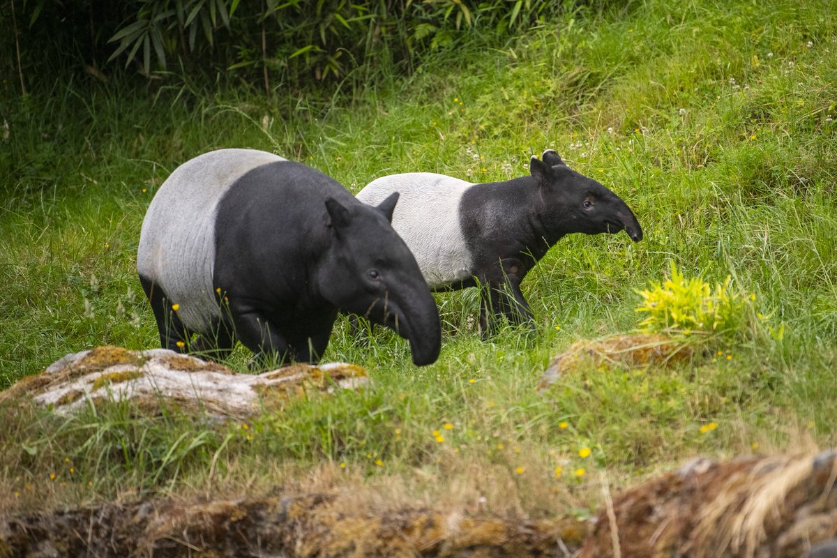 Point Defiance Zoo & Aquarium tweet media