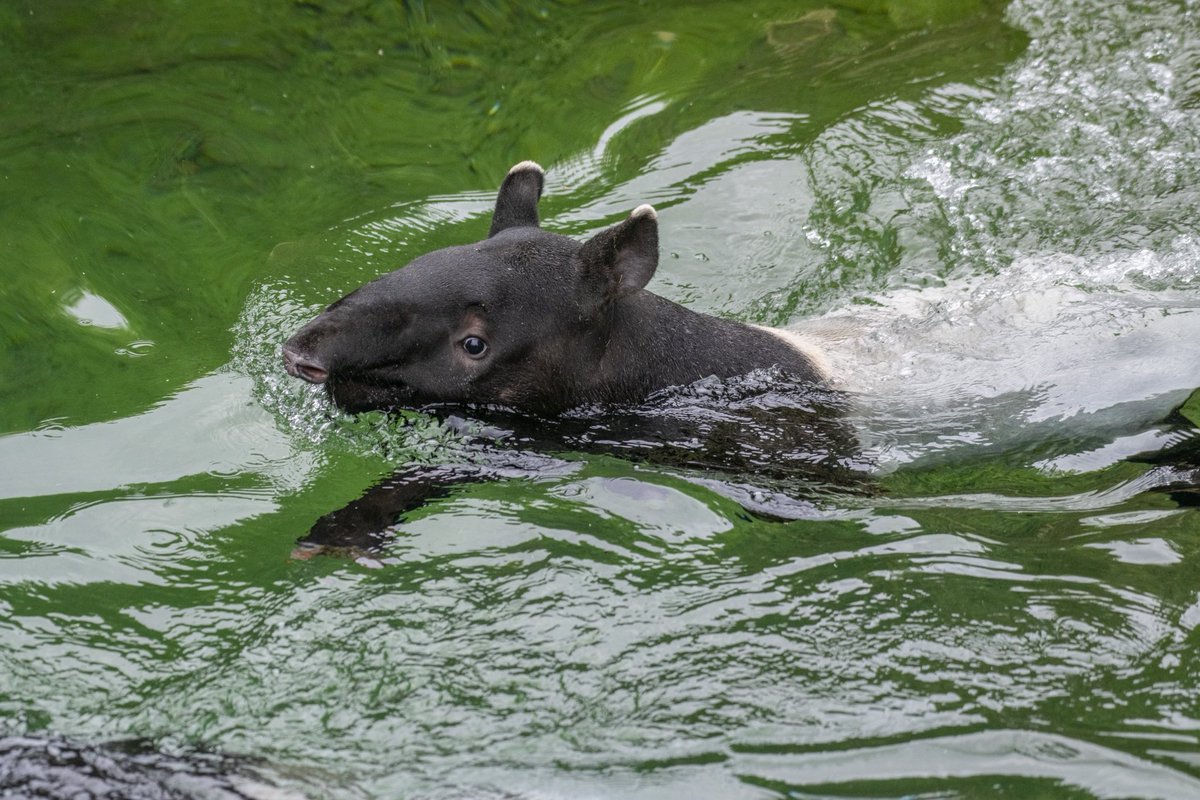 Point Defiance Zoo & Aquarium tweet media