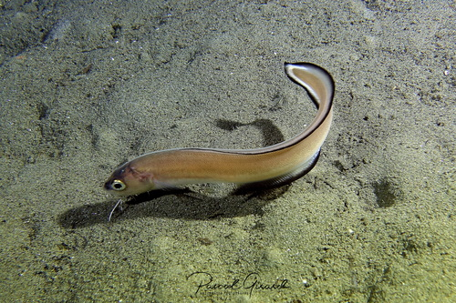 Deep Sea Daily tweet media