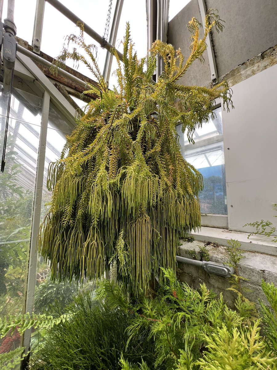 VermonsterWx's tweet image. Oh, so pretty! Just a small sampling of the plants seen at the Smith College Botanical Gardens.