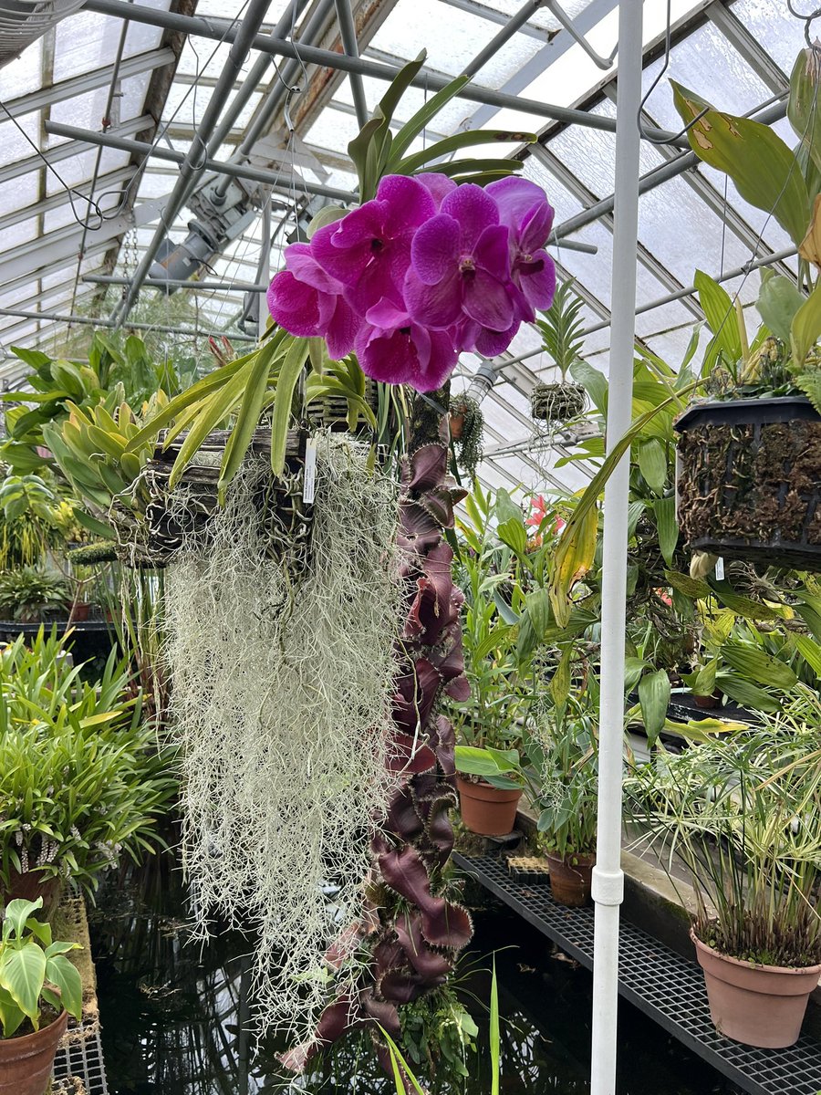 VermonsterWx's tweet image. Oh, so pretty! Just a small sampling of the plants seen at the Smith College Botanical Gardens.