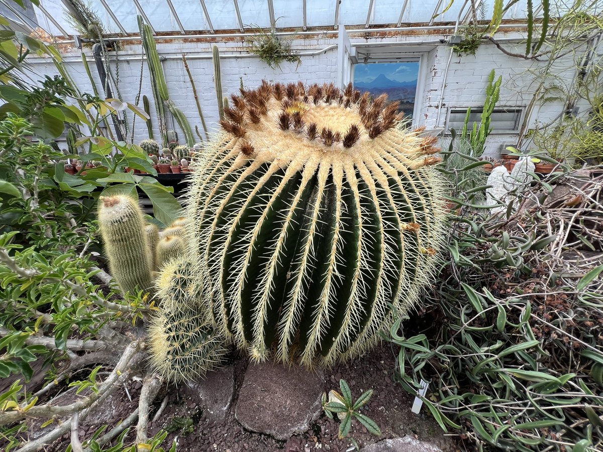 VermonsterWx's tweet image. Oh, so pretty! Just a small sampling of the plants seen at the Smith College Botanical Gardens.