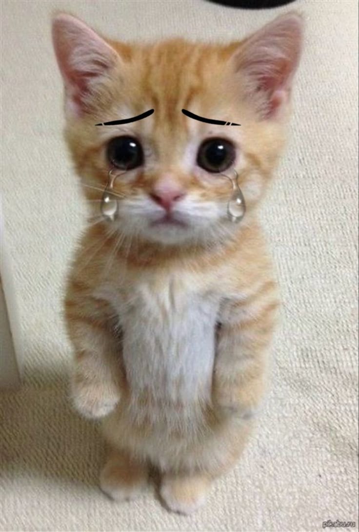 AKA Cr4yzE (@cr4yze) on Twitter photo Lost 0-2 vs. <a href="/neonbladevlr/">NEON BLADE</a> earlier
Sucks that we couldnt keep the form we've shown v ATN on tuesday :(
Sadly, bad days like these happen.
We'll make sure that we bounce back, learn from our mistakes and will deliver stronger performances from now on!
Thanks for all the support Lost 0-2 vs. <a href="/neonbladevlr/">NEON BLADE</a> earlier
Sucks that we couldnt keep the form we've shown v ATN on tuesday :(
Sadly, bad days like these happen.
We'll make sure that we bounce back, learn from our mistakes and will deliver stronger performances from now on!
Thanks for all the support