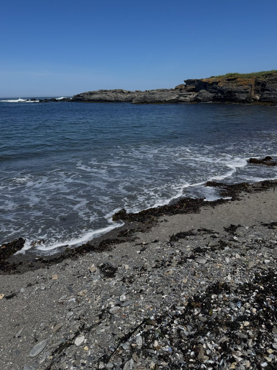 mossposter's tweet image. here’s some kelp actually it might be seaweed but i’m thinking it’s kelp #seaweedExpertsReachOut