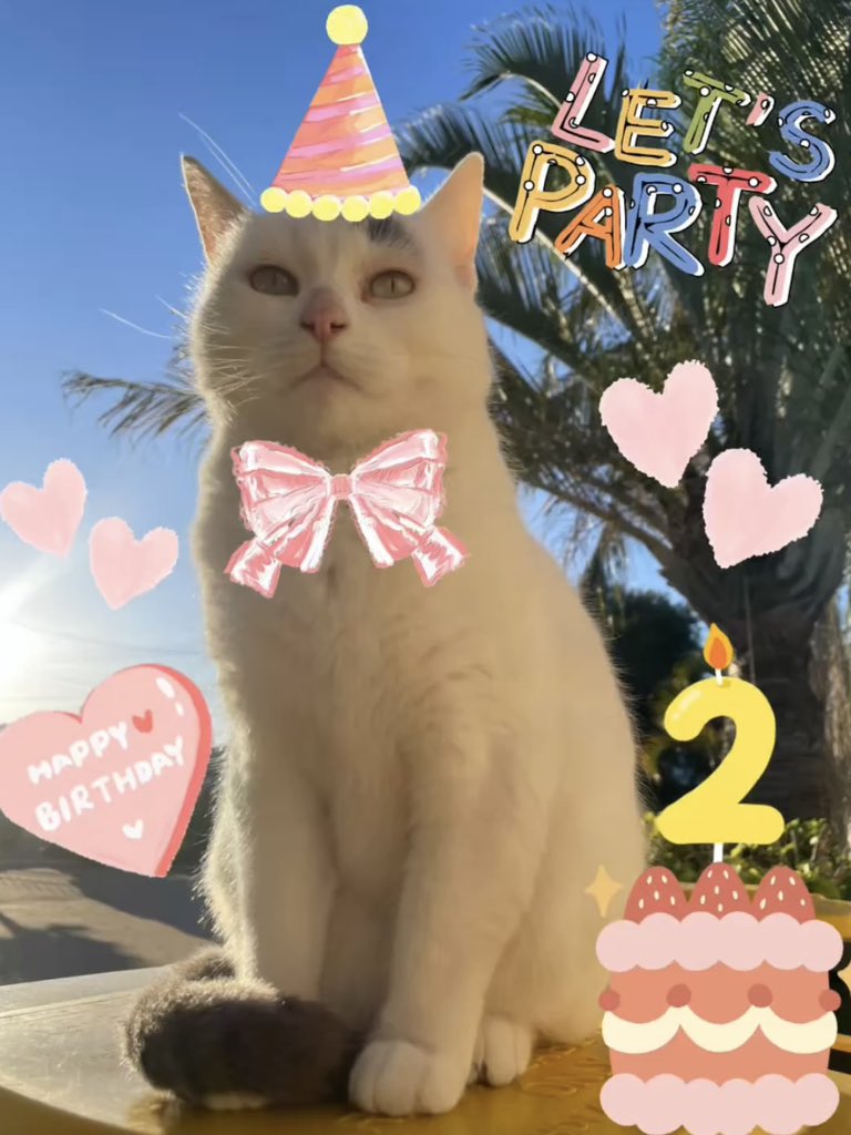 Marshmallow and Oreo๐พโค๏ธ๐บโค๏ธ๐ฝโค๏ธ (@half_straycat) on Twitter photo ๐Happy 2nd Gotcha Day, Marshmallow!!๐
๐ฉท๐ค๐๐ค๐๐ค๐๐ค๐๐ค๐๐ค๐
Today marks two years since the day you came into our lives โ what a wonderful miracle๐ซ
Youโre a little bossy and stubborn, but also a sweet and cuddly cat.
Thanks to you, every day is full of fun and comfort๐ ๐Happy 2nd Gotcha Day, Marshmallow!!๐
๐ฉท๐ค๐๐ค๐๐ค๐๐ค๐๐ค๐๐ค๐
Today marks two years since the day you came into our lives โ what a wonderful miracle๐ซ
Youโre a little bossy and stubborn, but also a sweet and cuddly cat.
Thanks to you, every day is full of fun and comfort๐