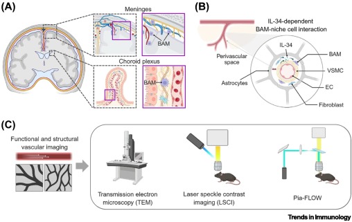Border-associated macrophages: guardians of vascular homeostasis dlvr.it/TLrsBB #immunology