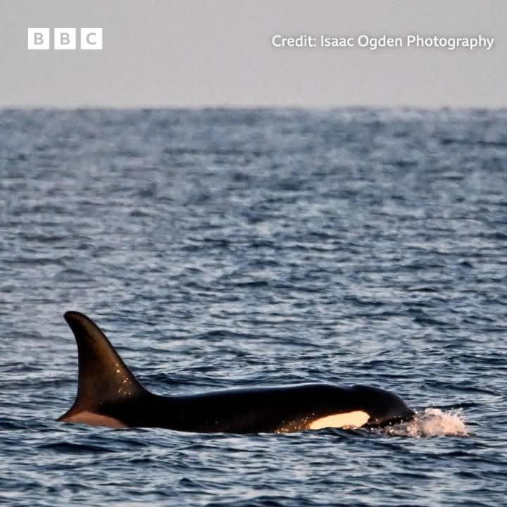 MUTE_GOES_CLICK's tweet image. Foaming at the mouth rn
orcas spotted along the coast near me AAAAAAAAAAAAA