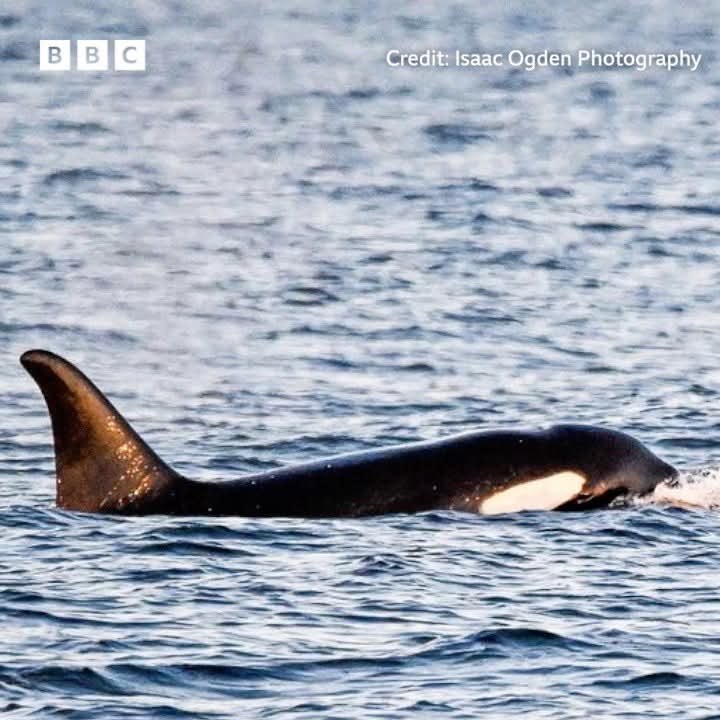 MUTE_GOES_CLICK's tweet image. Foaming at the mouth rn
orcas spotted along the coast near me AAAAAAAAAAAAA