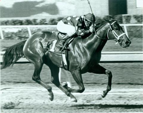 #OnThisDay in 1982, #Landaluce, the 2YO daughter of #SeattleSlew, won the Hollywood Lassie Stakes by 21 lengths at #HollywoodPark, CA. Jockey Laffit Pincay Jr. was aboard &amp; she stopped the clock for 6F in 1:08, 3/5 of a second off the track record. #HorseRacing 
📸: Bloodhorse