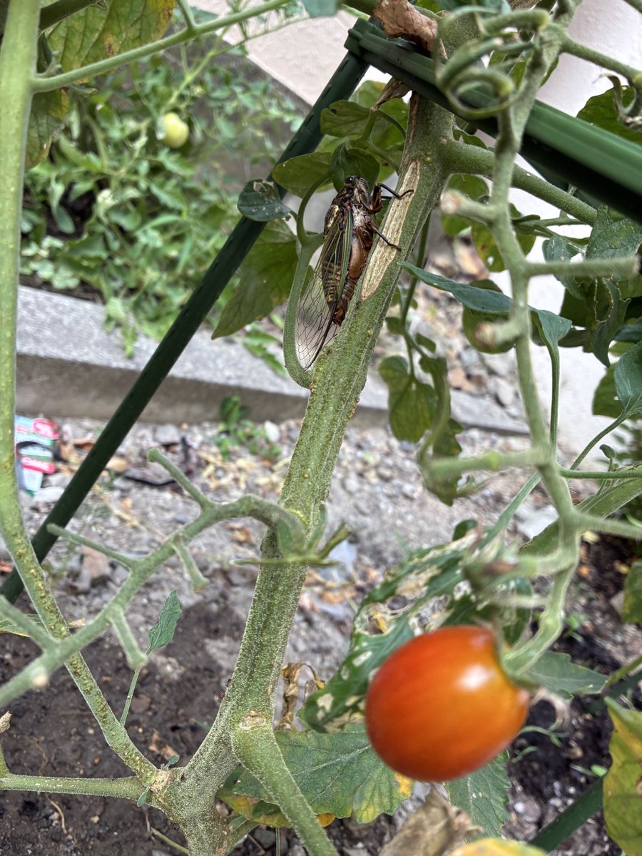 畑のトマトで第一クマゼミ発見🔍