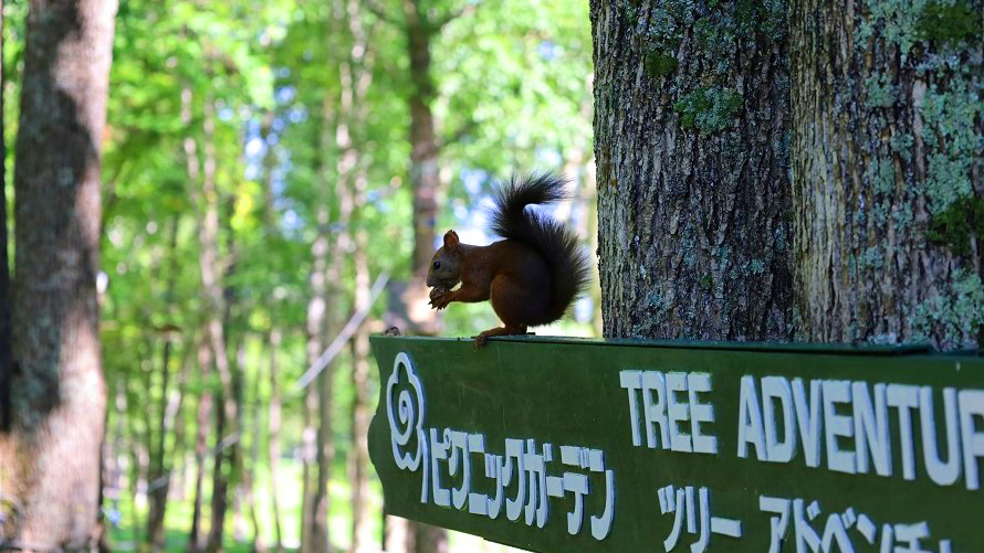 jalpakcojp's tweet image. 中の人のおすすめホテルをご紹介💡
今回は 北海道 「#新富良野プリンスホテル」🌲
一言で言うと…
#北海道 の 自然と温泉で心が洗い流されます😊
もちろんお食事もGood👍
冬のスキーシーズンもいいですが、夏のグリーンシーズンもおすすめ😎
🔽タイムセールも実施中😊
jal.co.jp/jp/ja/domtour/…