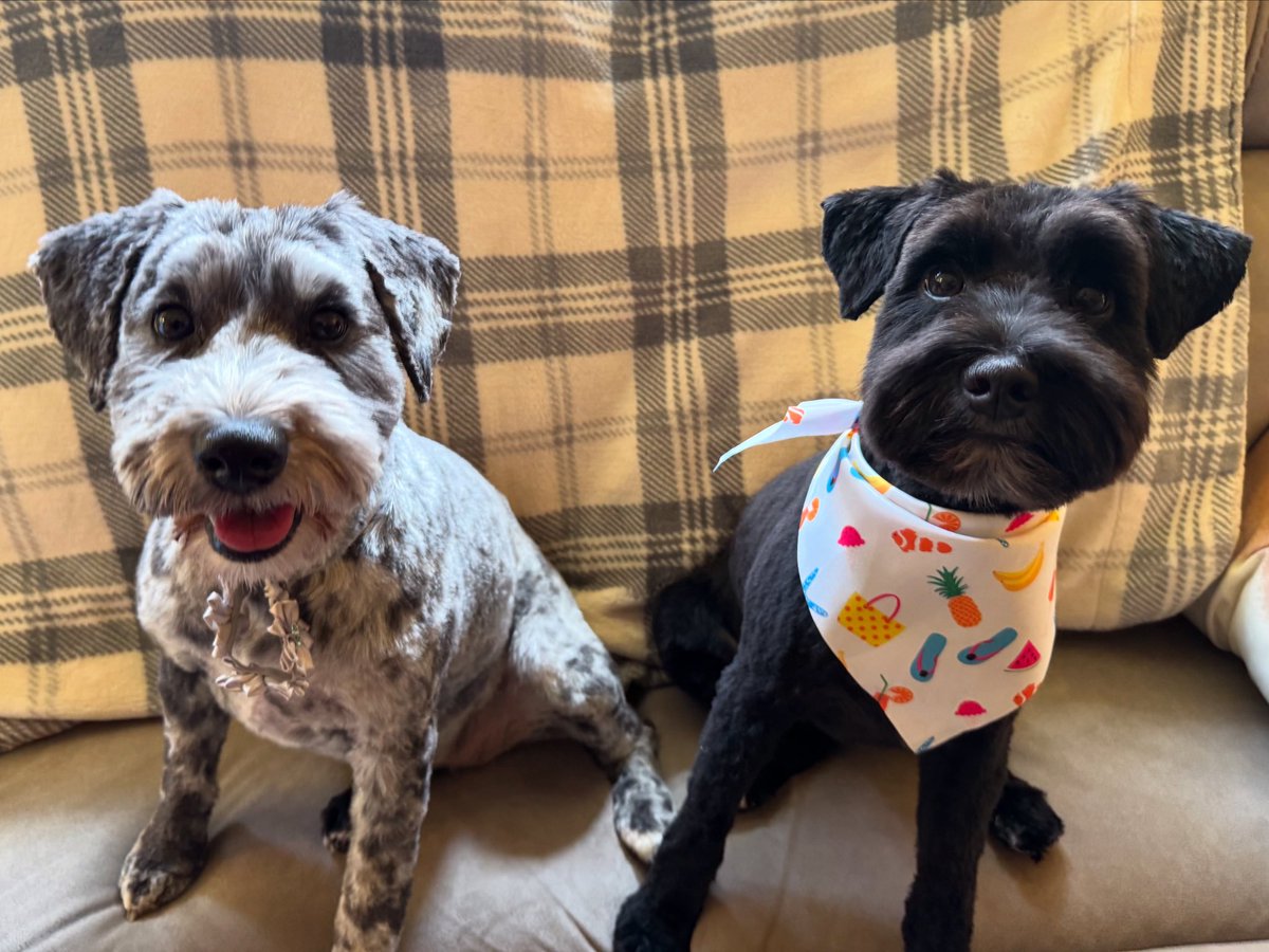 Groomed and looking like perfection 😍 #LunaLovegoodJackman #SiriusBlackJackman 🐾🩷🐾💙