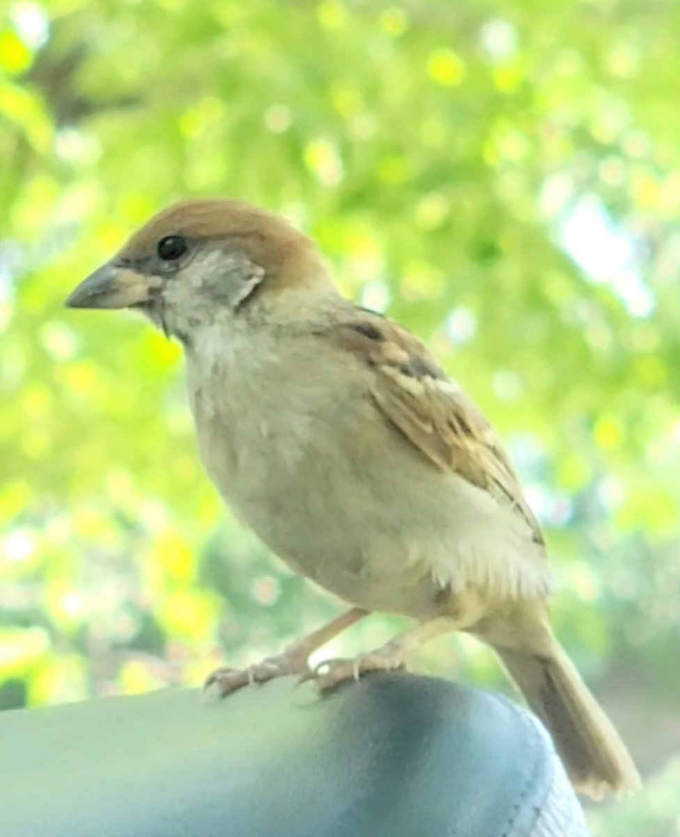 pi_pipi33's tweet image. 子スズメﾁｬﾝ🌿
ｵﾊﾖｰｺﾞｻﾞｲﾏｽ 🐥(⁠•⁠ө⁠•⁠)⁠