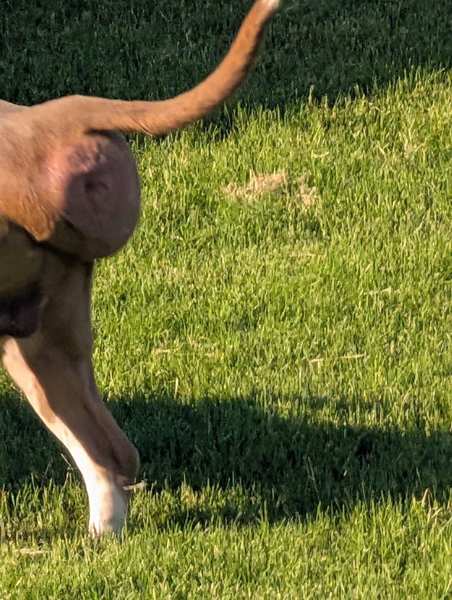 NoChuckingWay's tweet photo. My 8yr old #pitbull has a perineal hernia and is going to be 6k for surgery which I cannot afford nor the $800/mo payment option. Need a literal lifeline, He is scheduled to be put down at 3pm  tomorrow 7/11 unless a miracle happens...  

#dog #aspca #picoftheday #RescueDogs https://t.co/gdUR0739D9