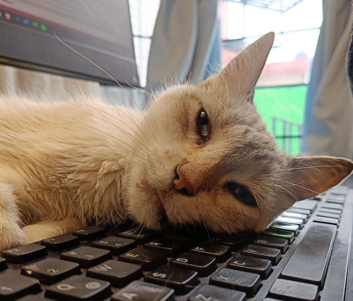 kattyboom_df's tweet photo. Tita la Gatita tiene una super super promo de Canva Pro por un año a un super precio. Favor de mandar md para mayor información
Y les estamos manejando diseño de logos con página web básica en $2,500
Tenemos super pocos lugares par empezar a trabajar. Manden md https://t.co/MXi1DqoXh0