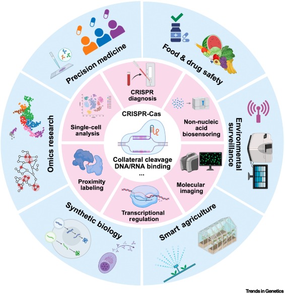 TrendsGenetics's tweet image. Expanding horizons of CRISPR applications beyond genome editing dlvr.it/TLrscx