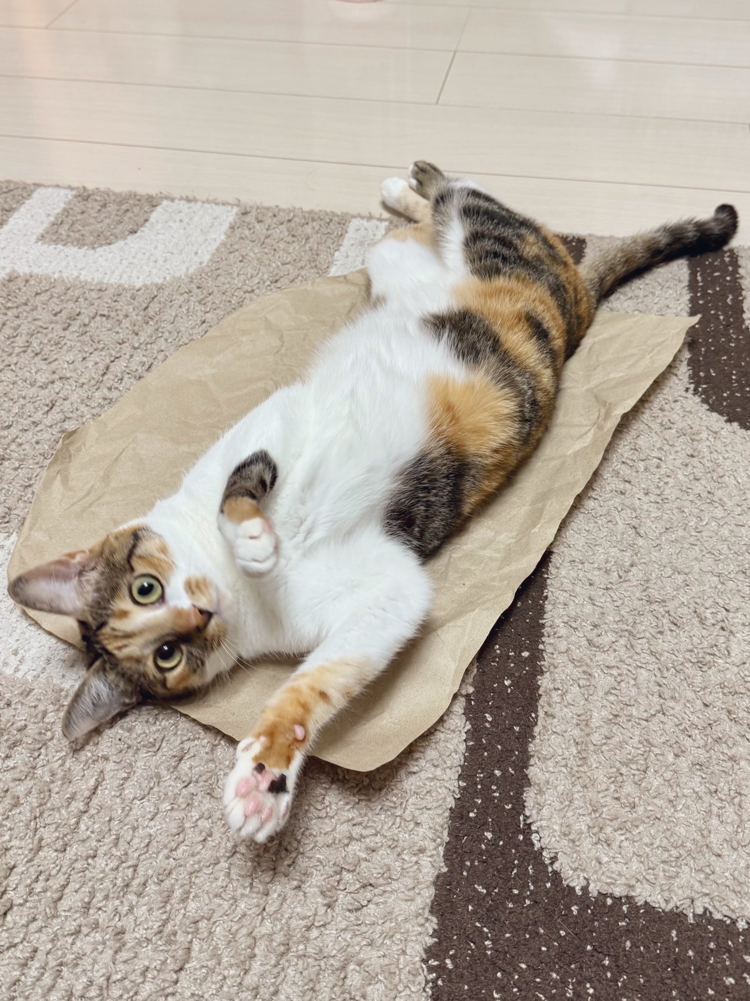 三毛猫こはくの部屋 (@mikenokohaku) / X