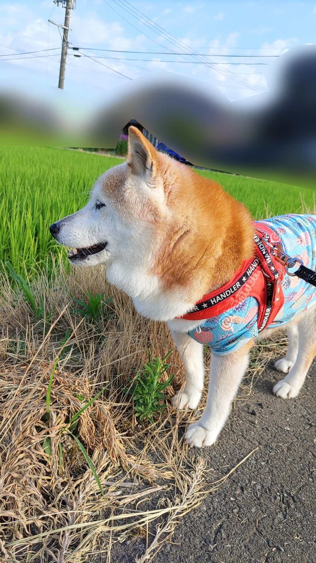 yutaka4848🐕🐾🎮💻_φ(・_・ on X: 