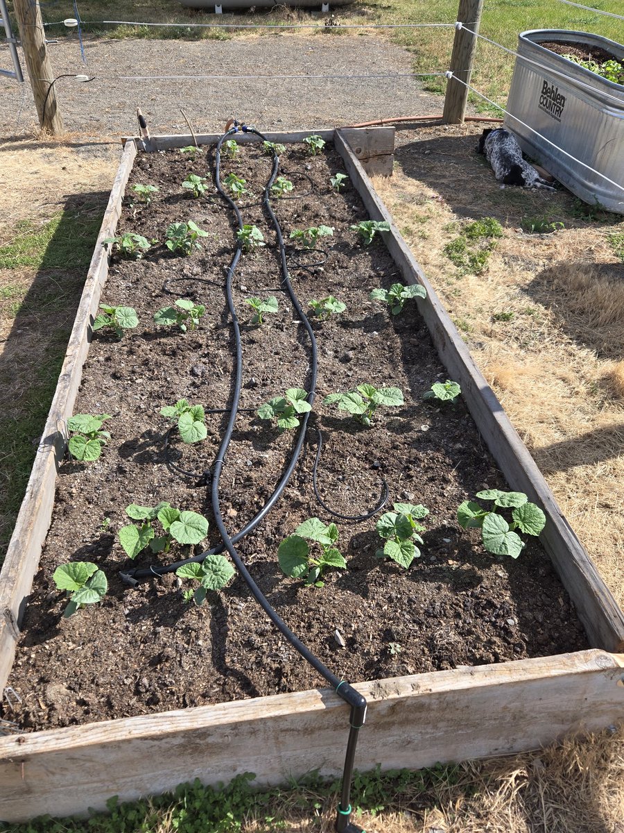Planted late this year. The cucumbers are just now getting some leaves to them. The dog is always around and apparently smarter than me. She's in the shade.