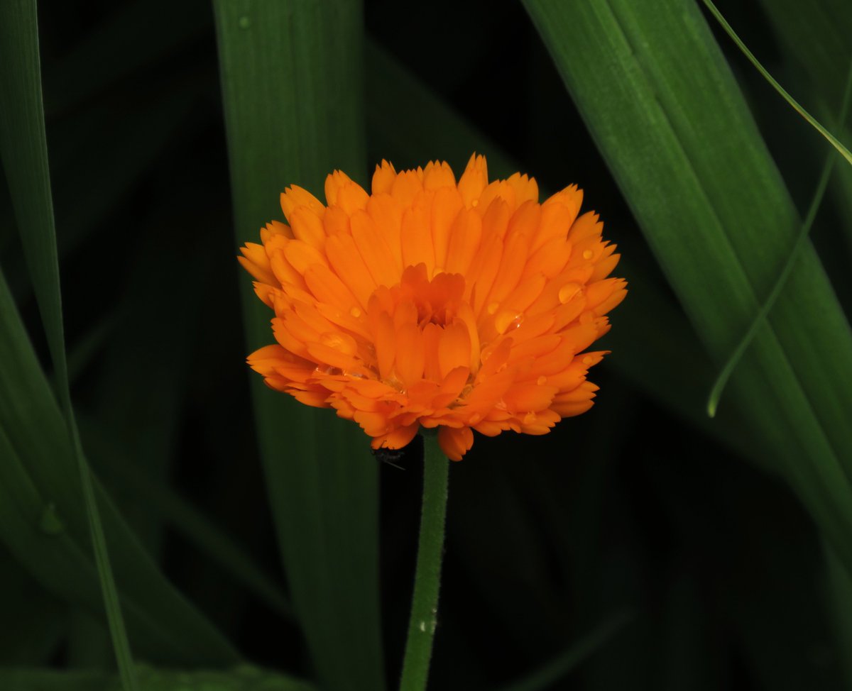 MatthewShute's tweet image. What may magnify merriment, mirth, and respite?
The mere sight of a marvellous marigold might!
#FlowersOnFriday
🌱 🌼 🧡 🍃
