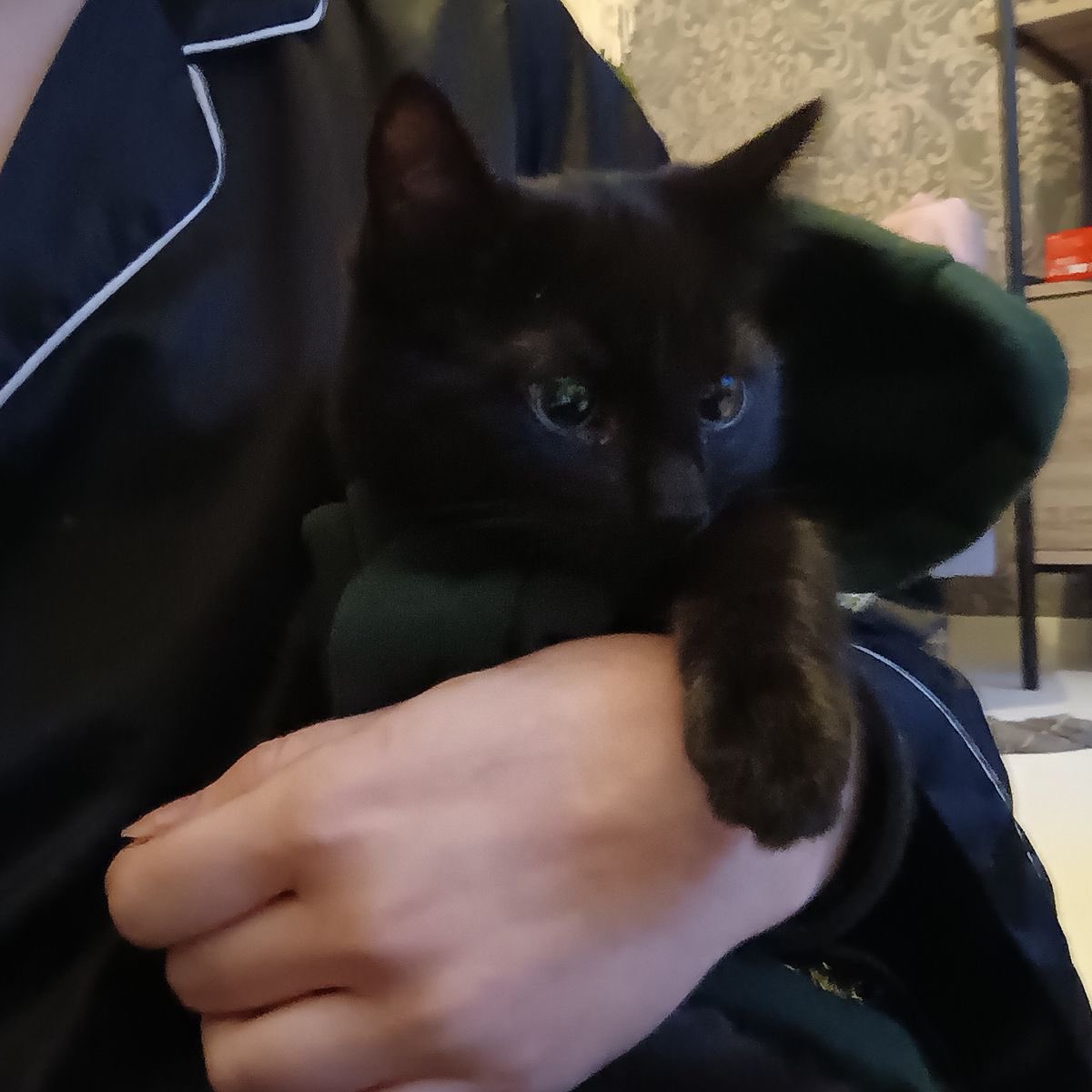 Black cats are not bad luck (@visualscat) on Twitter photo 