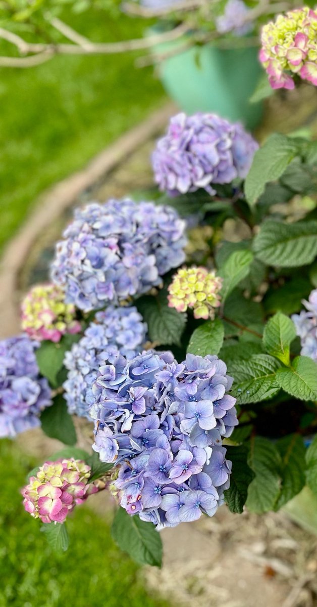 MPAlexanderMD's tweet image. Thursday Trivia: Did you know that hydrangeas are natural pH indicators?
Their color shifts based on the soil's acidity or alkalinity. Acidic soil (low pH) tends to produce blue flowers, while alkaline soil (high pH) tends to produce pink flowers.
#Summer #Florallitmus