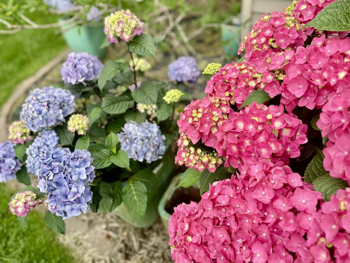 MPAlexanderMD's tweet image. Thursday Trivia: Did you know that hydrangeas are natural pH indicators?
Their color shifts based on the soil's acidity or alkalinity. Acidic soil (low pH) tends to produce blue flowers, while alkaline soil (high pH) tends to produce pink flowers.
#Summer #Florallitmus