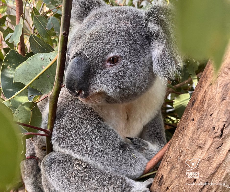 Friends_Koala's tweet image. π Whiskey is still being treated for chlamydial conjunctivitis with antibiotics & eye meds.
The good news? Heβs responding well so far! π€π¨
Youβve got this Whiskey! πͺπΏ
#KoalaCare #KoalaRecovery