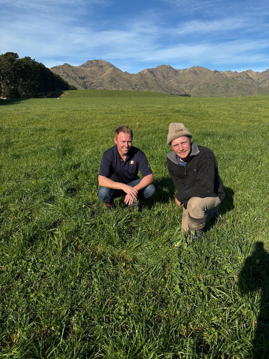 RAGTAU's tweet image. Brett Tonkin, TBM RAGT AU (NE VIC & Gippsland) has been warmly hosted by our RAGT NZ colleagues this week.
These photos feature Brigadier fodder beet as well as a paddock of Nouga tall fescue sown with Quest & Tobby white clovers and Rossi red clover.
#thinkSolutions #thinkRAGT