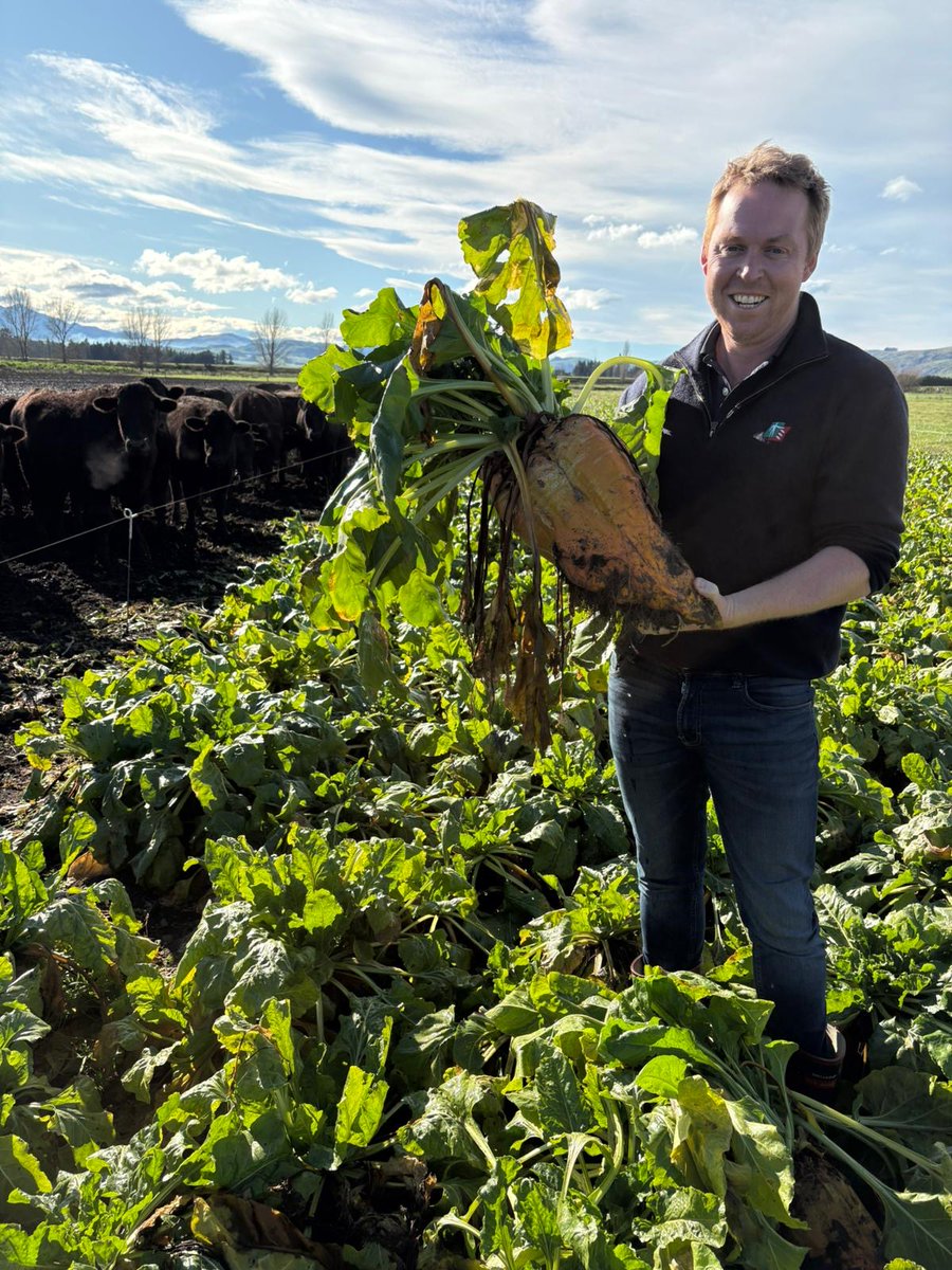 RAGTAU's tweet image. Brett Tonkin, TBM RAGT AU (NE VIC & Gippsland) has been warmly hosted by our RAGT NZ colleagues this week.
These photos feature Brigadier fodder beet as well as a paddock of Nouga tall fescue sown with Quest & Tobby white clovers and Rossi red clover.
#thinkSolutions #thinkRAGT
