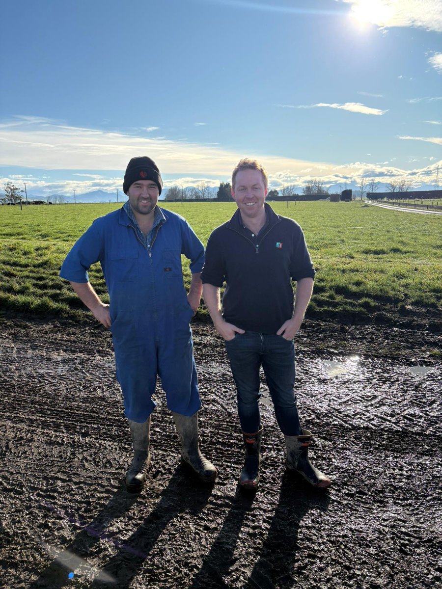 RAGTAU's tweet image. Brett Tonkin, TBM RAGT AU (NE VIC & Gippsland) has been warmly hosted by our RAGT NZ colleagues this week.
These photos feature Brigadier fodder beet as well as a paddock of Nouga tall fescue sown with Quest & Tobby white clovers and Rossi red clover.
#thinkSolutions #thinkRAGT