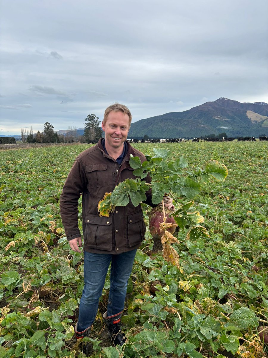 RAGTAU's tweet image. Brett Tonkin, TBM RAGT AU (NE VIC & Gippsland) has been warmly hosted by our RAGT NZ colleagues this week.
These photos feature Brigadier fodder beet as well as a paddock of Nouga tall fescue sown with Quest & Tobby white clovers and Rossi red clover.
#thinkSolutions #thinkRAGT