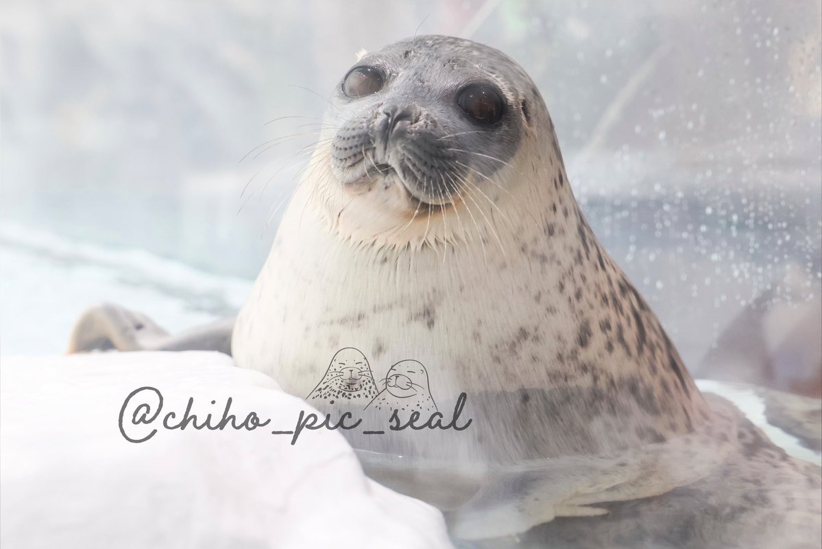 chiho_pic_seal's tweet image. 姿勢がいいアラレちゃん♡
🦭Ringed seal / Arare
📆2025年撮影
📍 海遊館 Osaka Aquarium Kaiyukan
#海遊館
#ワモンアザラシ
#アザラシ
#seal