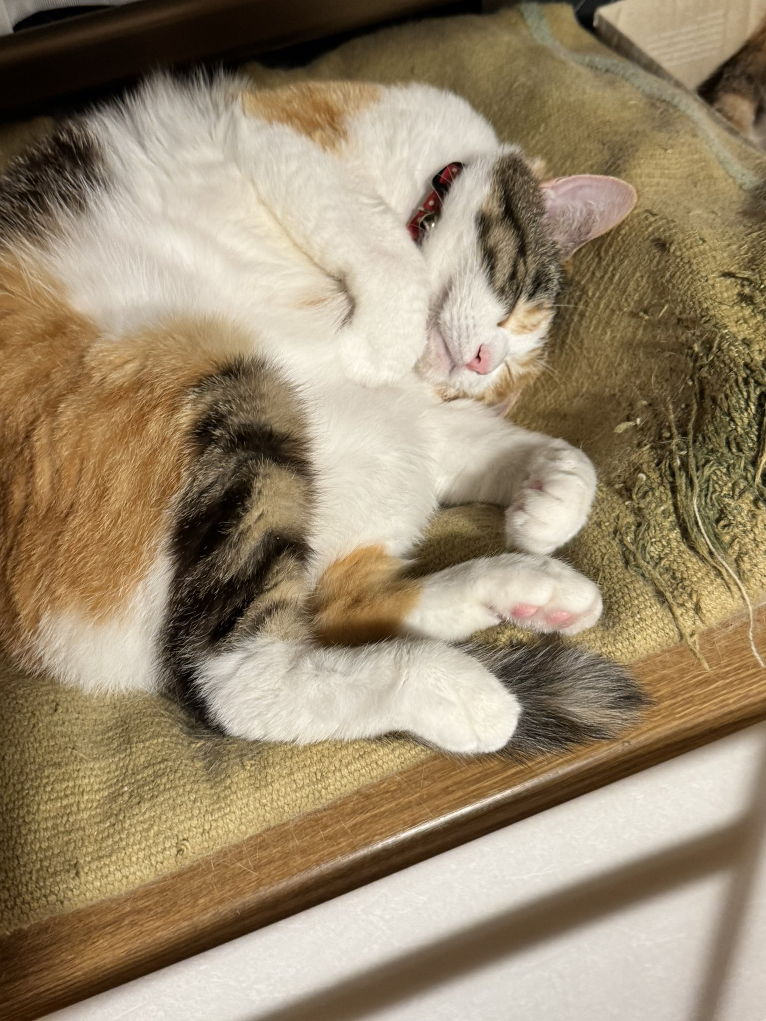 蓮くじらと綿毛猫くじら【イチゴchan】 itokobaco | お知らせ🐈 10/14にしずく堂さんのワークショップが