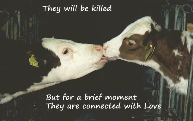 EllieCG11's tweet photo. The things we do not see are unknown not due to blindness but due to sheer indifference or ignorance. Education on the horror that is animal AG we can provide but indifference only a heart can fix. https://t.co/aVPu6gnInn